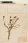 Cedrelinga cateniformis image
