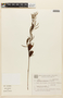 Desmanthus tatuhyensis image