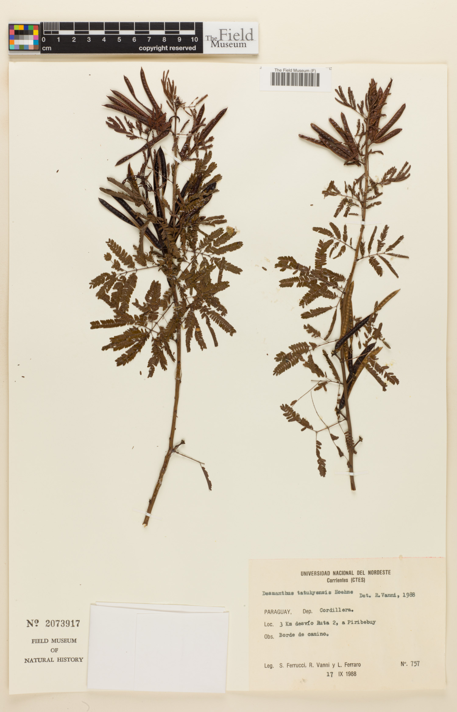 Desmanthus tatuhyensis image