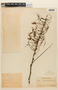 Entada polyphylla image