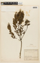 Miconia buxifolia image