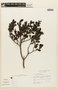 Miconia buxifolia image