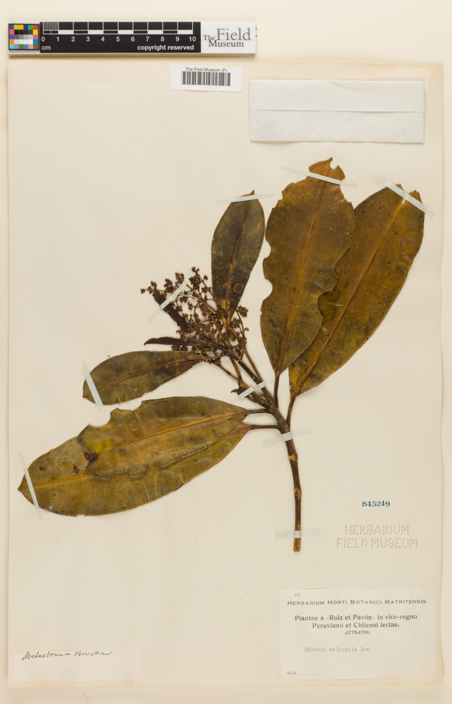 Miconia calophylla image