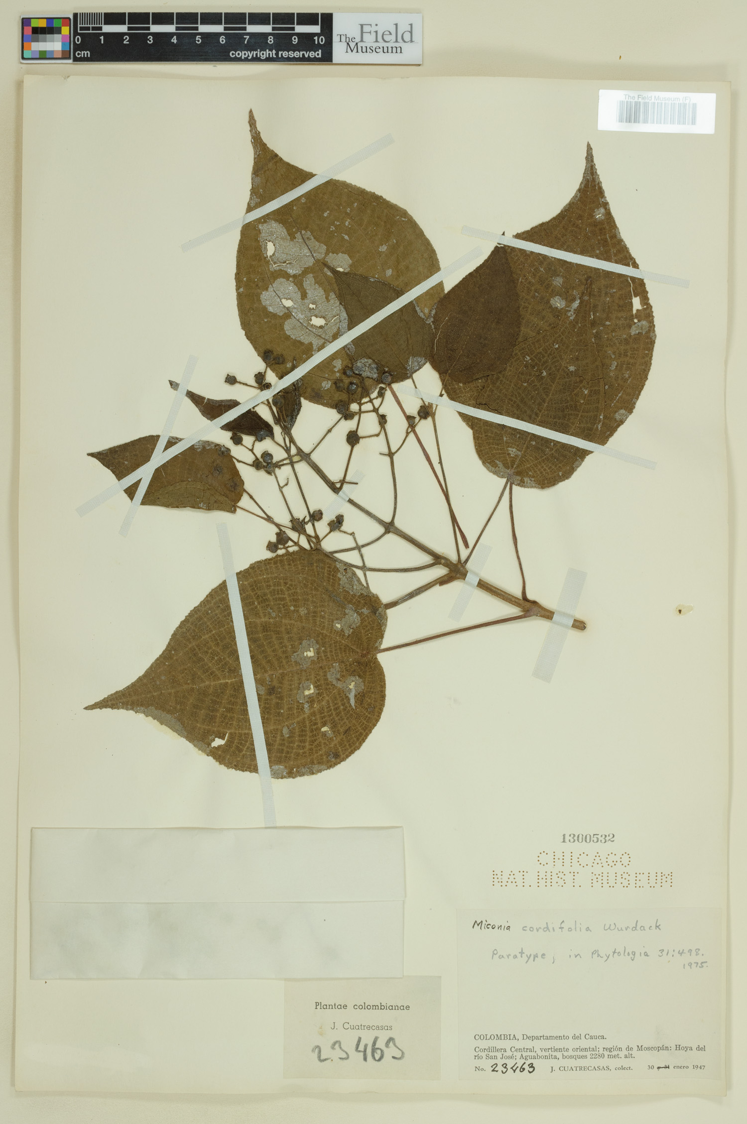 Miconia cordifolia image