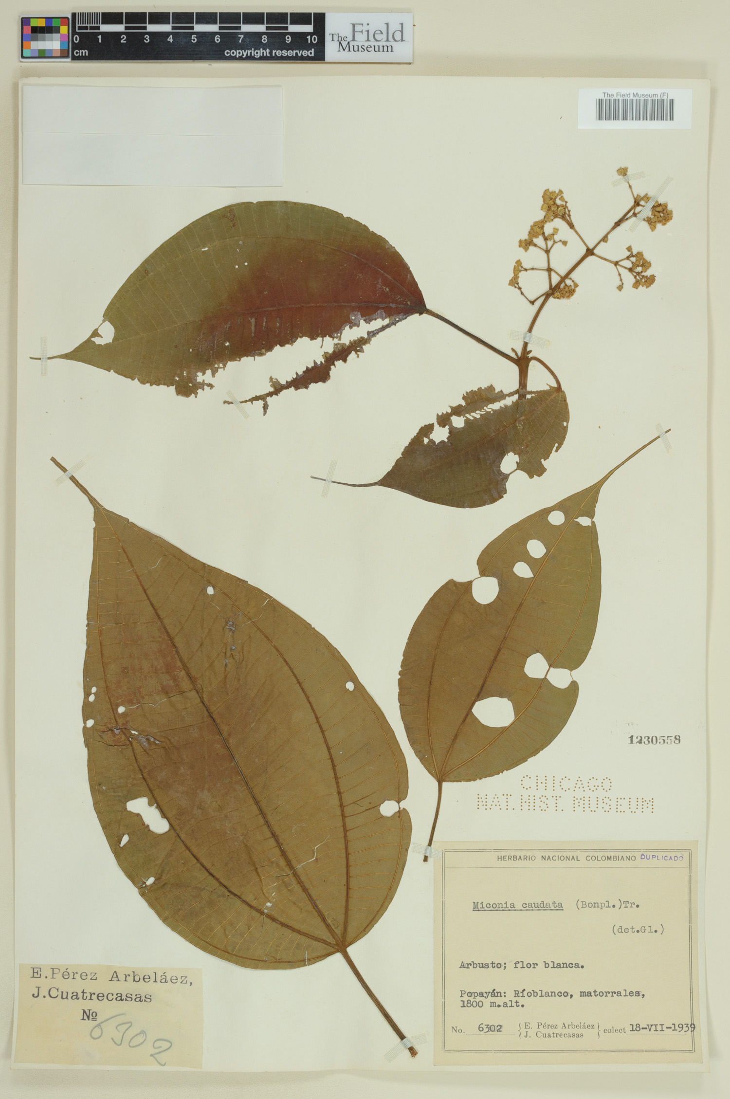 Miconia caudata image