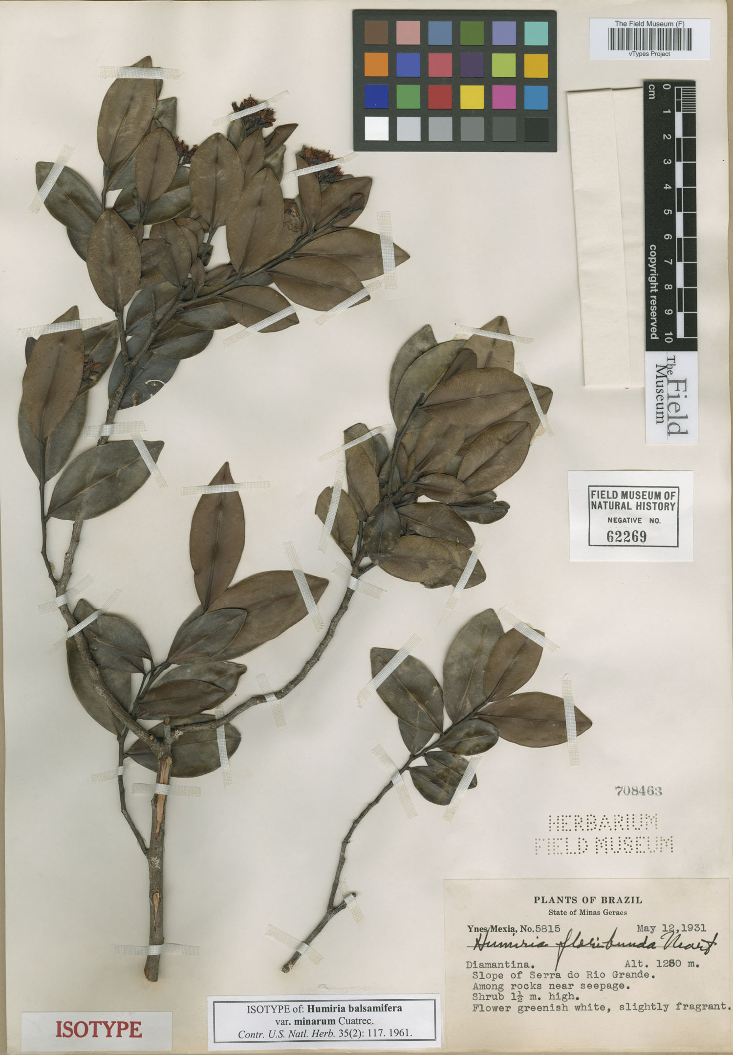 Humiria balsamifera var. minarum image