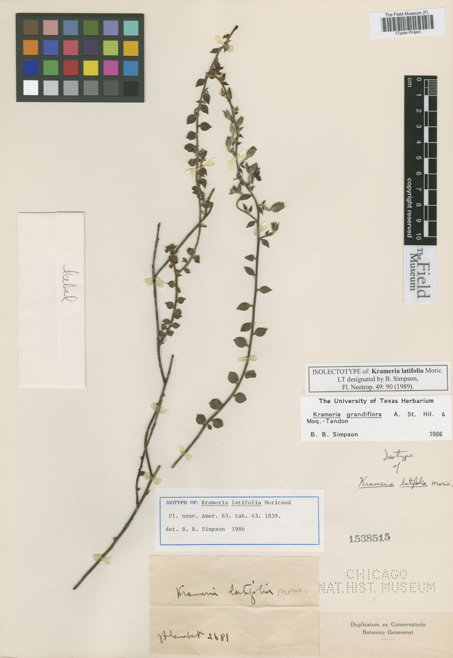 Krameria grandiflora image