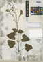 Salvia cacaliifolia image