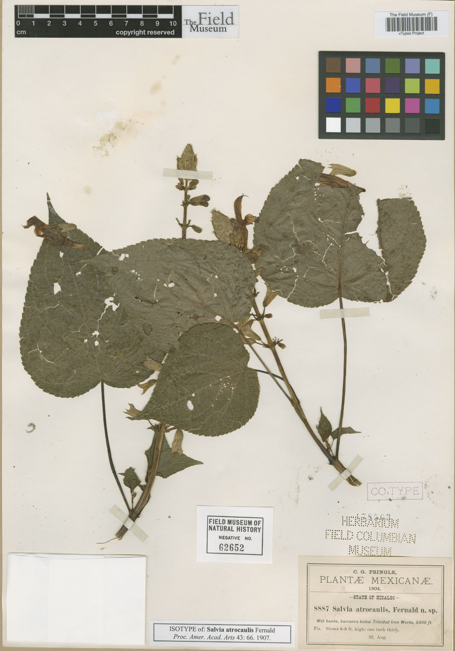 Salvia atrocaulis image