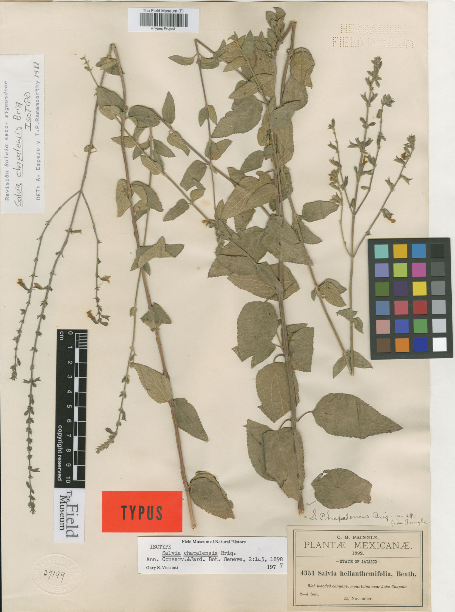Salvia chapalensis image