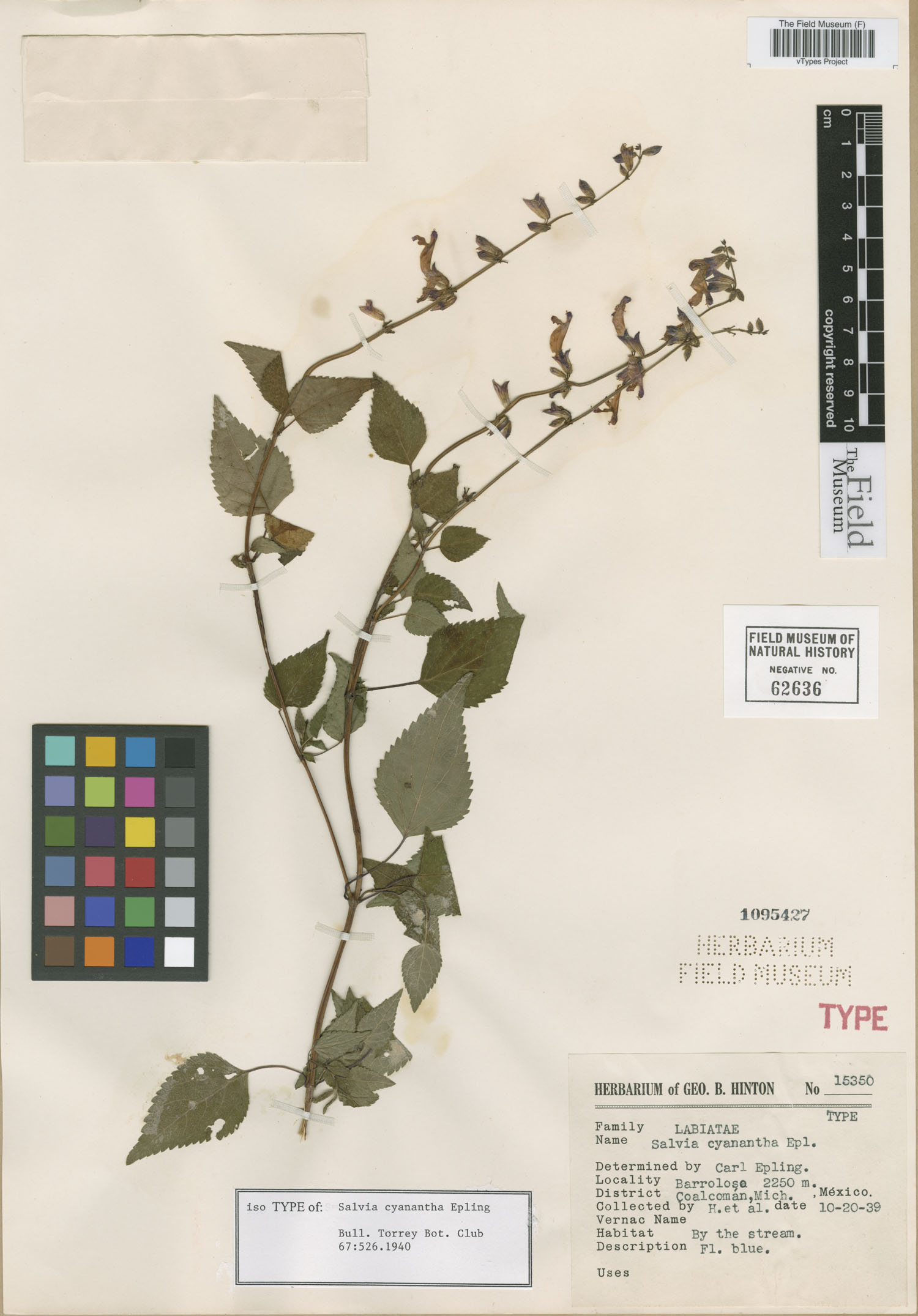 Salvia cyanantha image