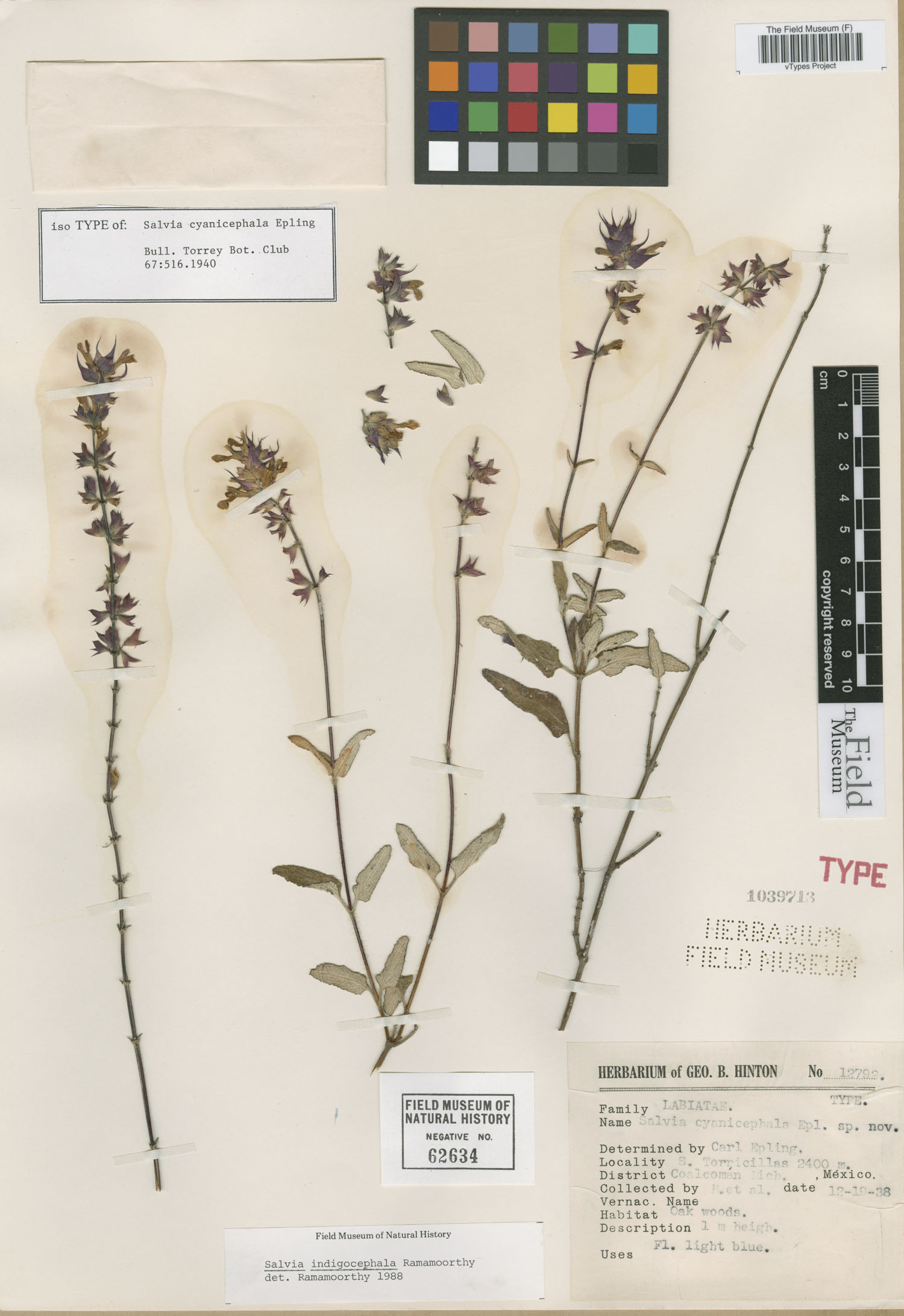 Salvia cyanicephala image