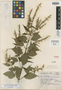 Salvia filipes image