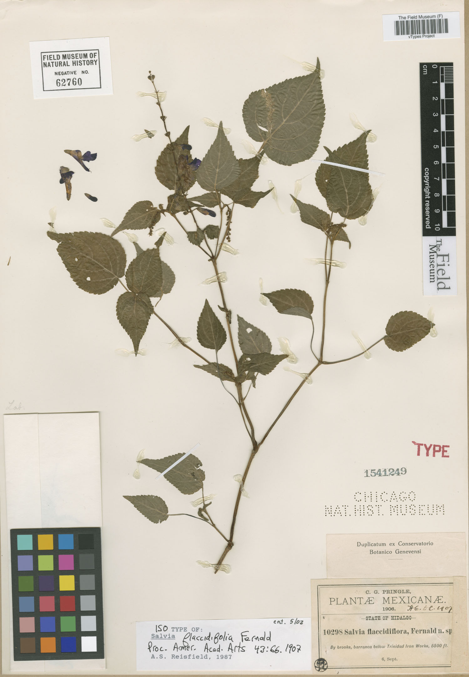 Salvia flaccidifolia image
