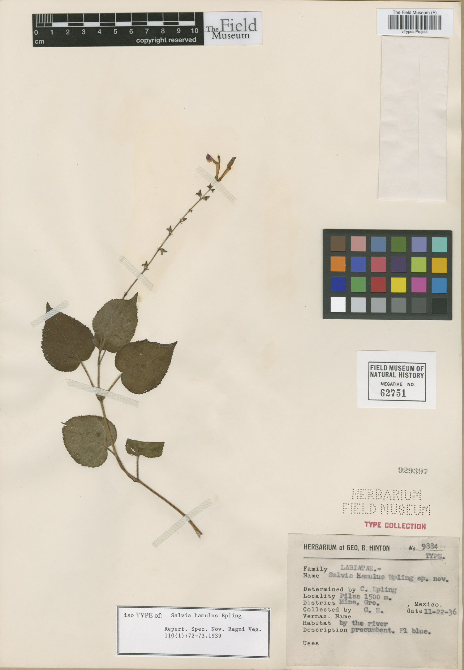 Salvia hamulus image