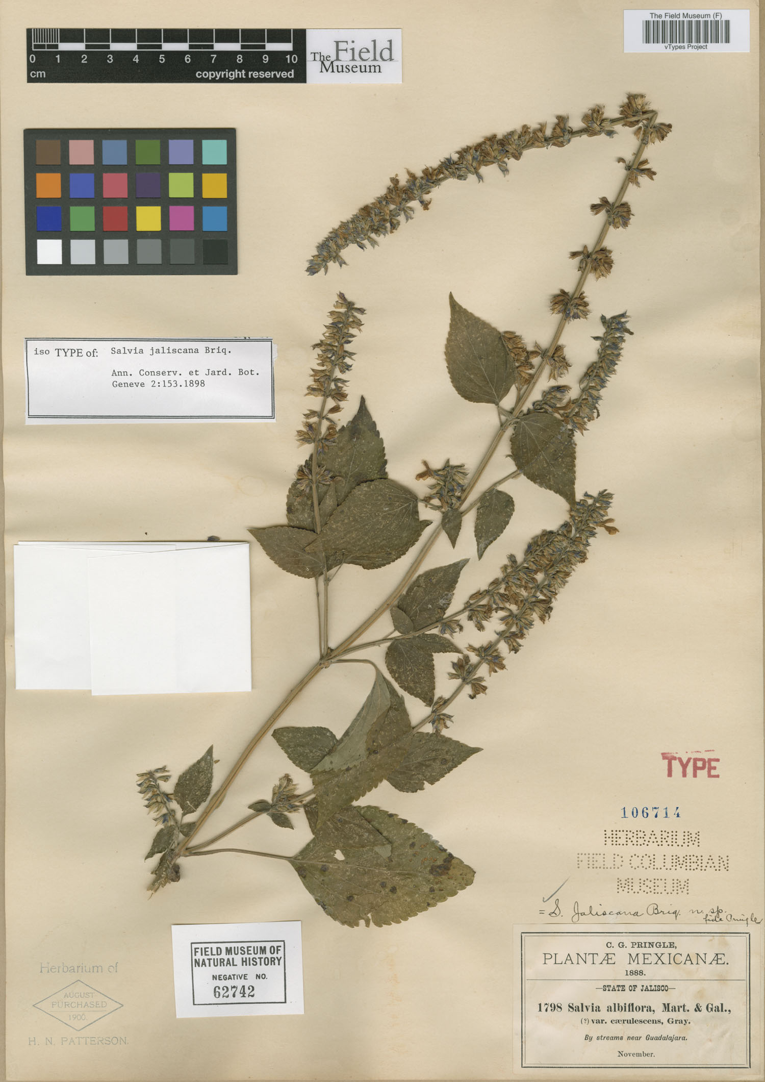 Salvia jaliscana image