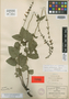 Salvia platyphylla image