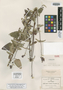 Salvia setulosa image