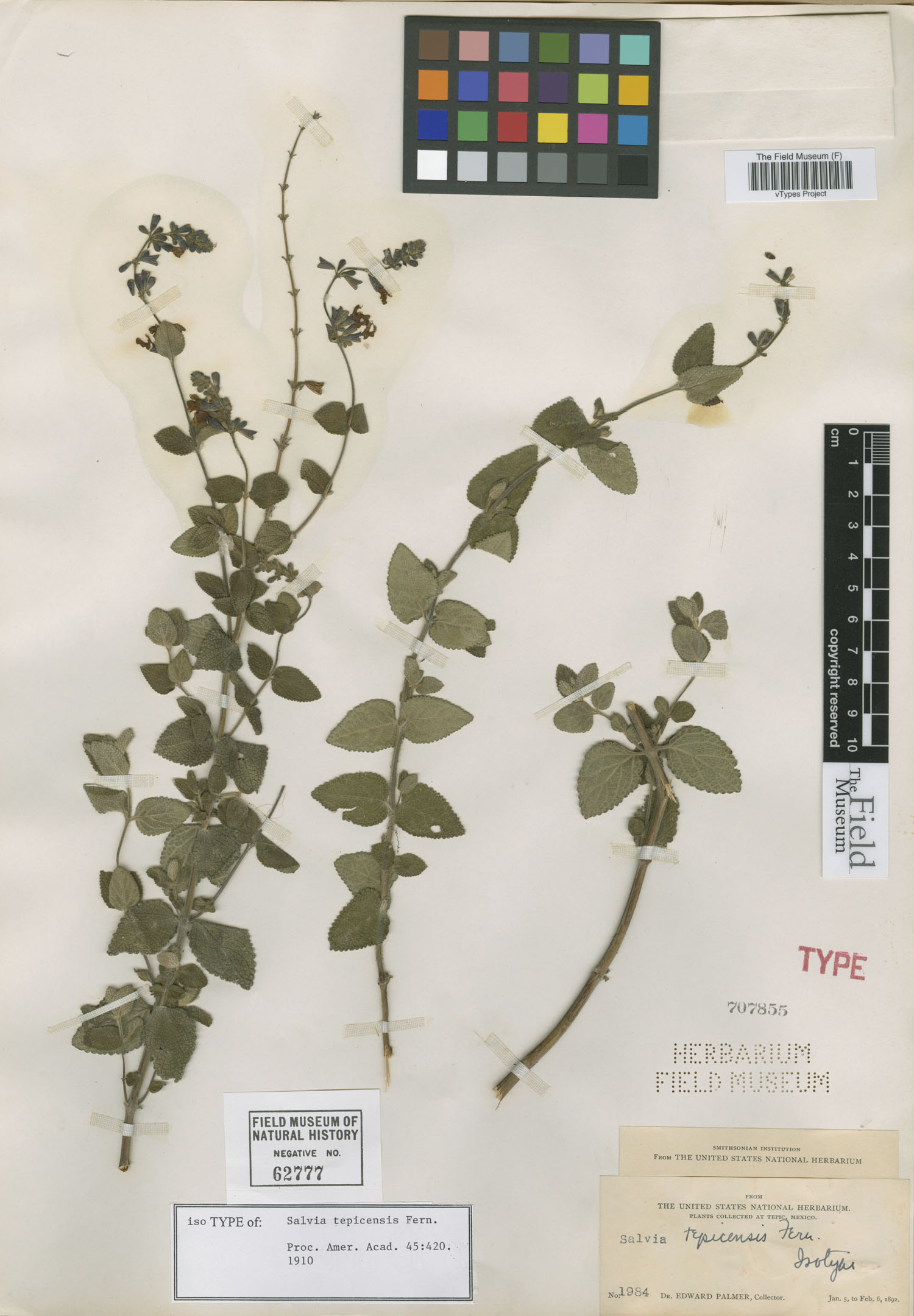 Salvia tepicensis image