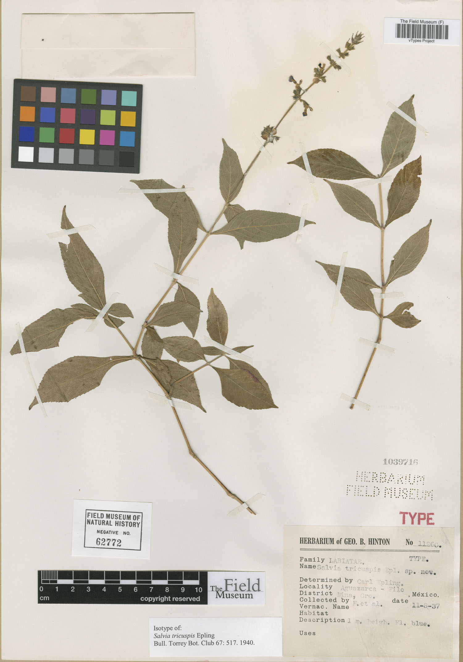 Salvia tricuspis image