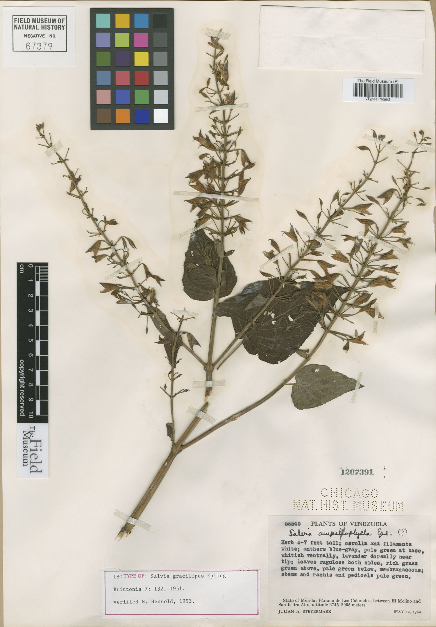 Salvia gracilipes image