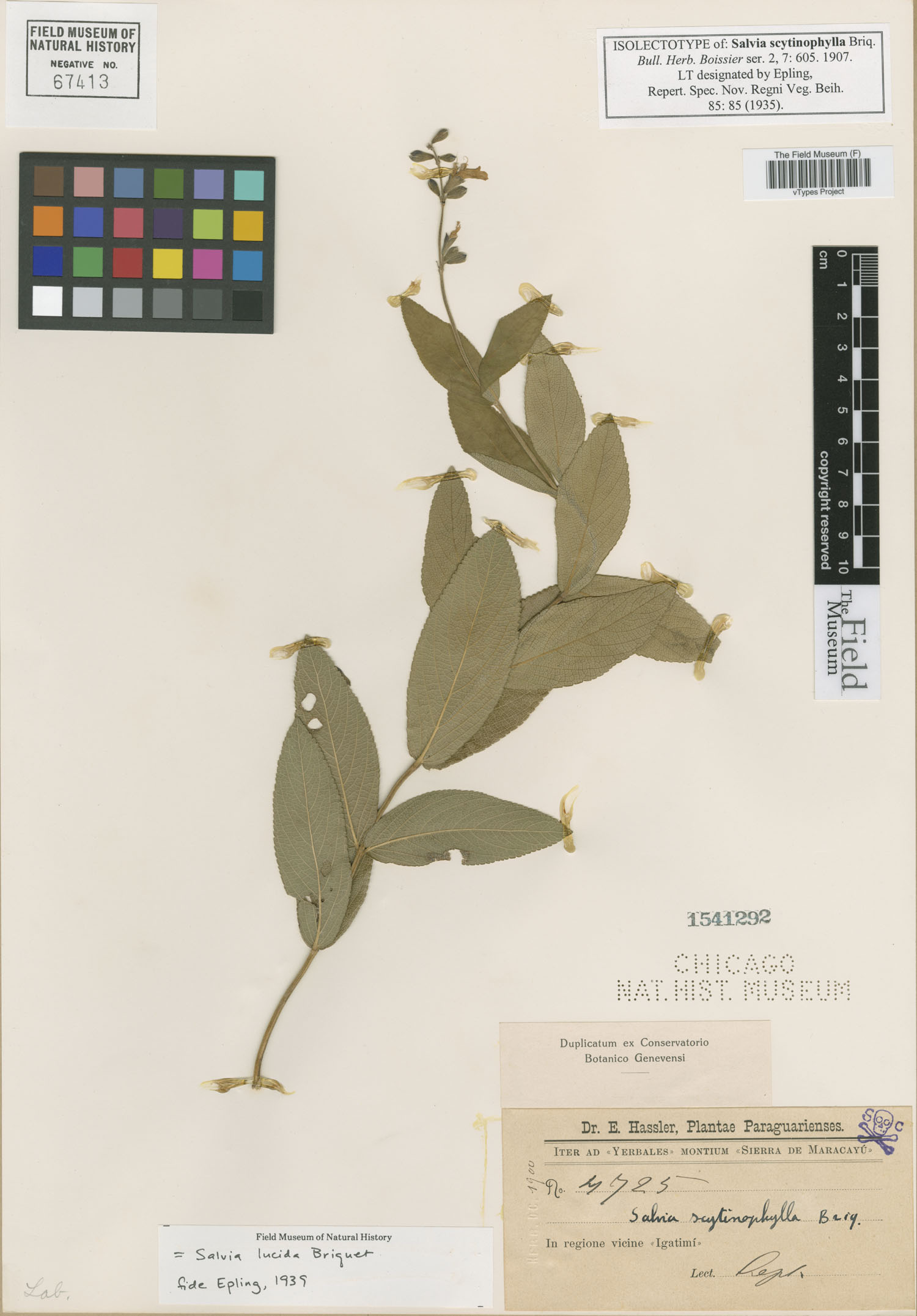 Salvia scytinophylla image