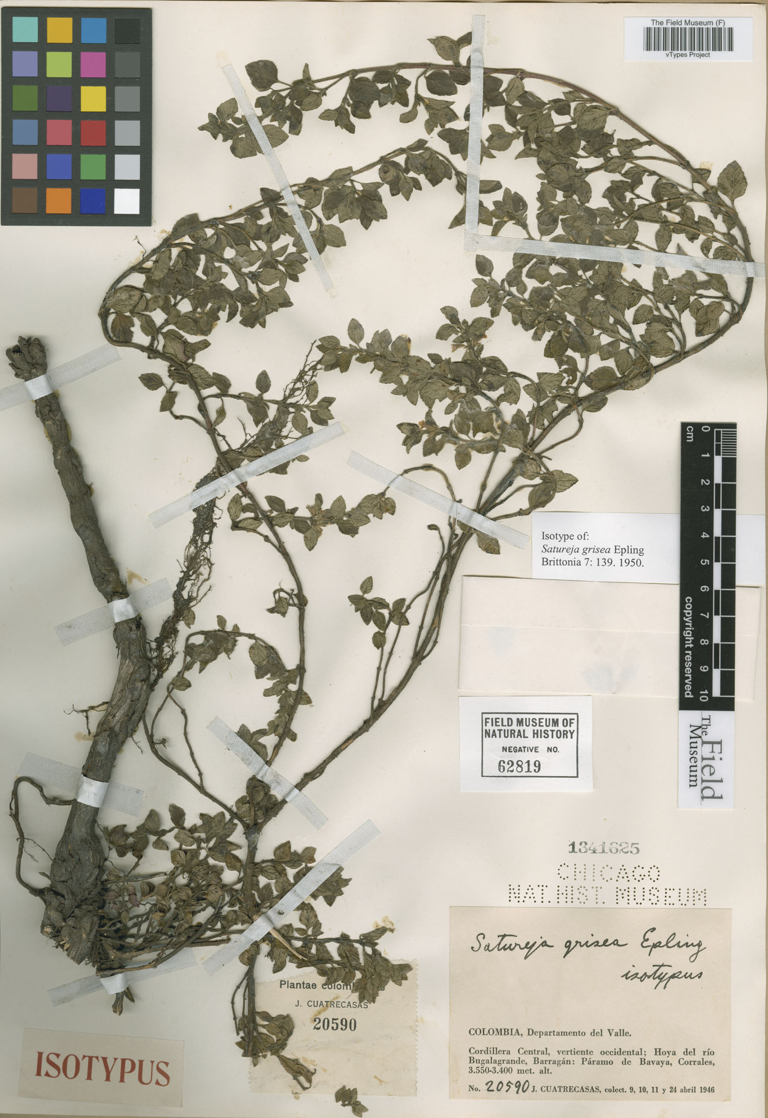 Clinopodium griseum image