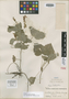 Scutellaria vitifolia image