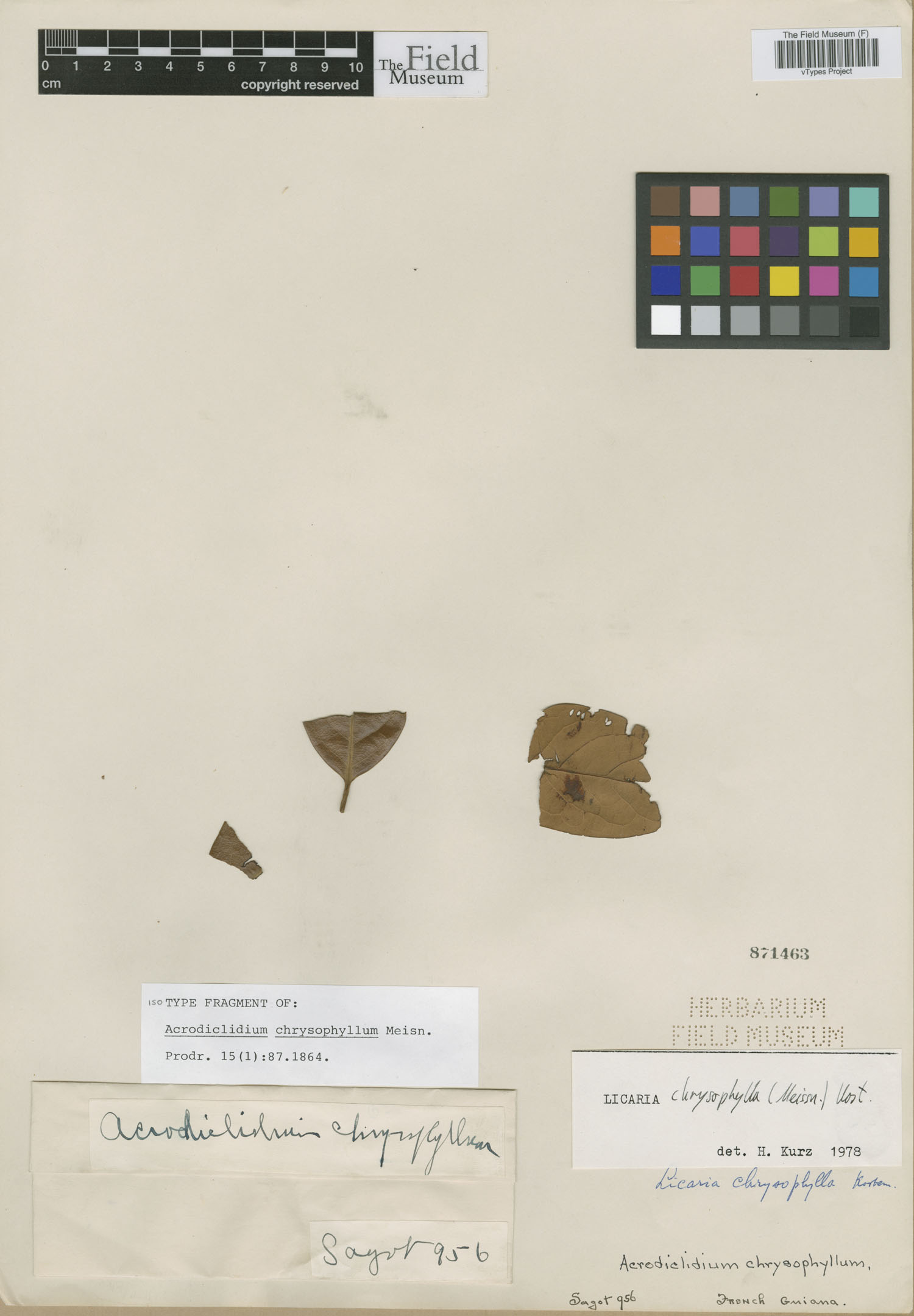 Licaria chrysophylla image