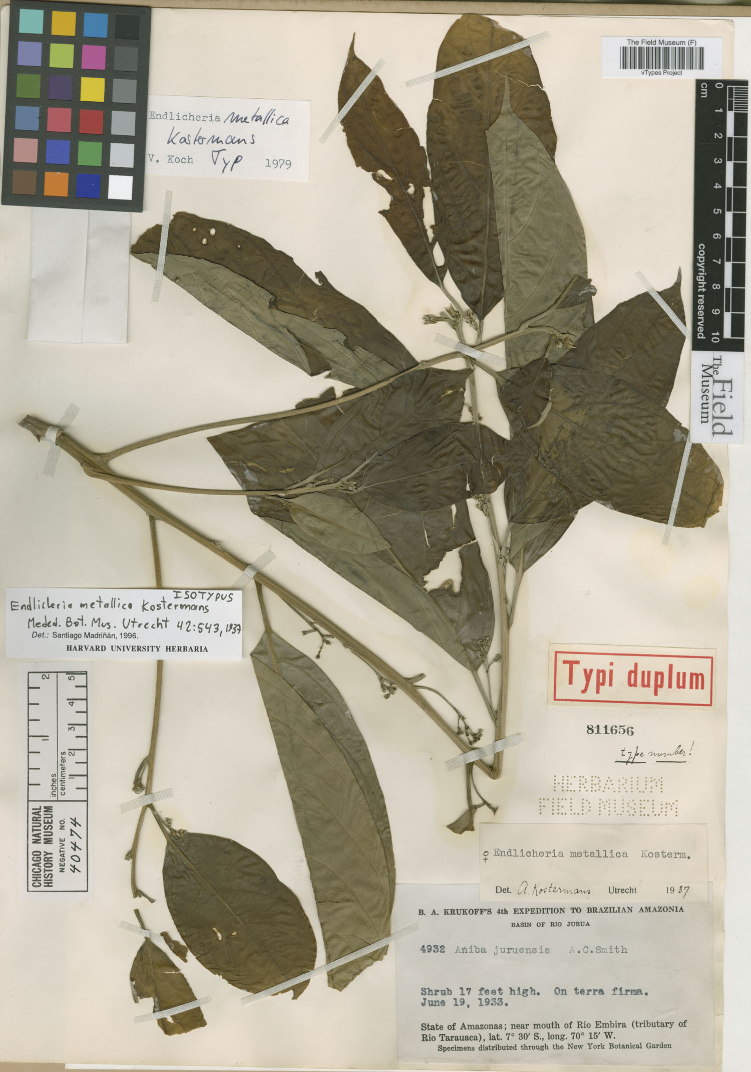 Endlicheria metallica image