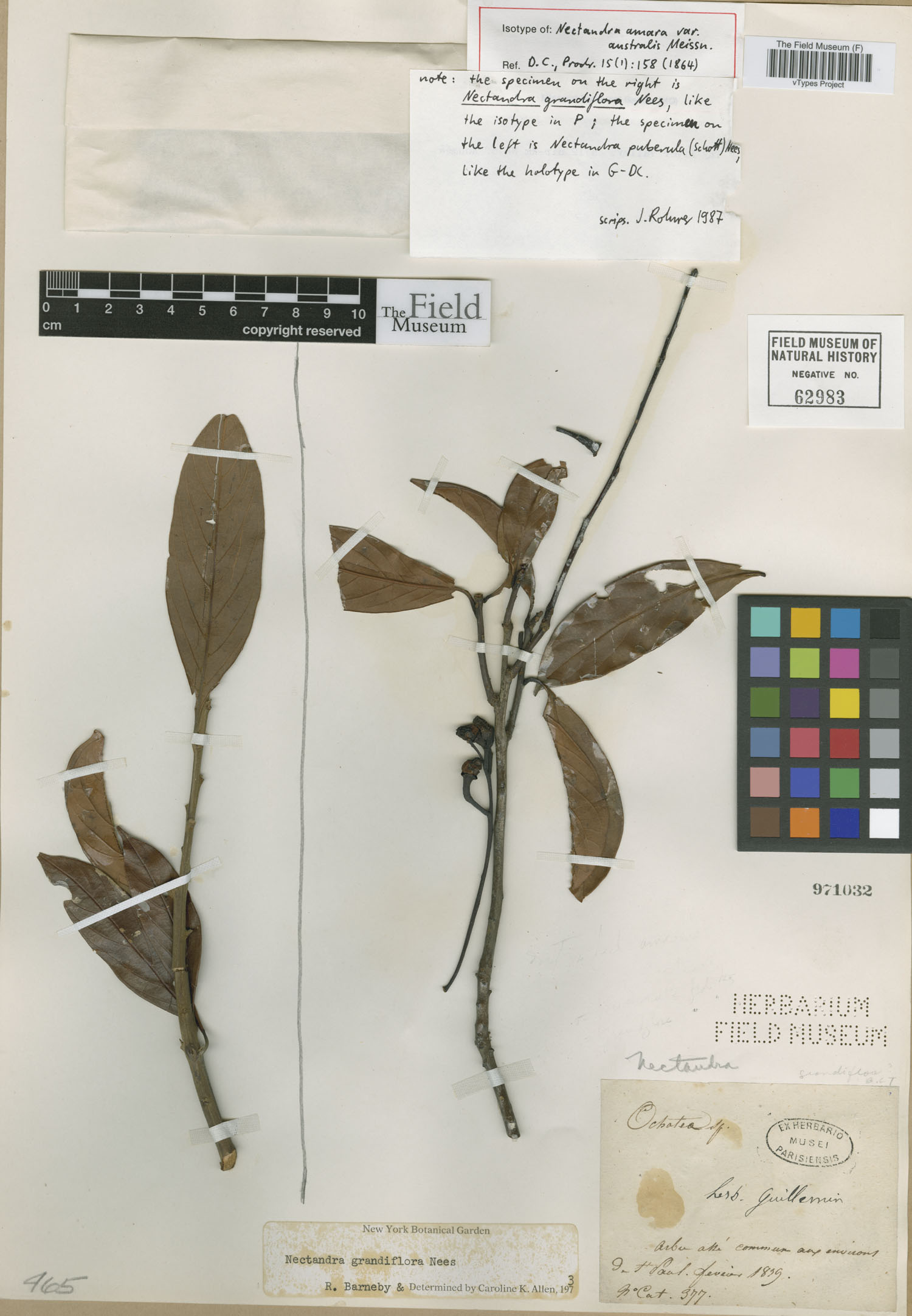 Nectandra puberula image
