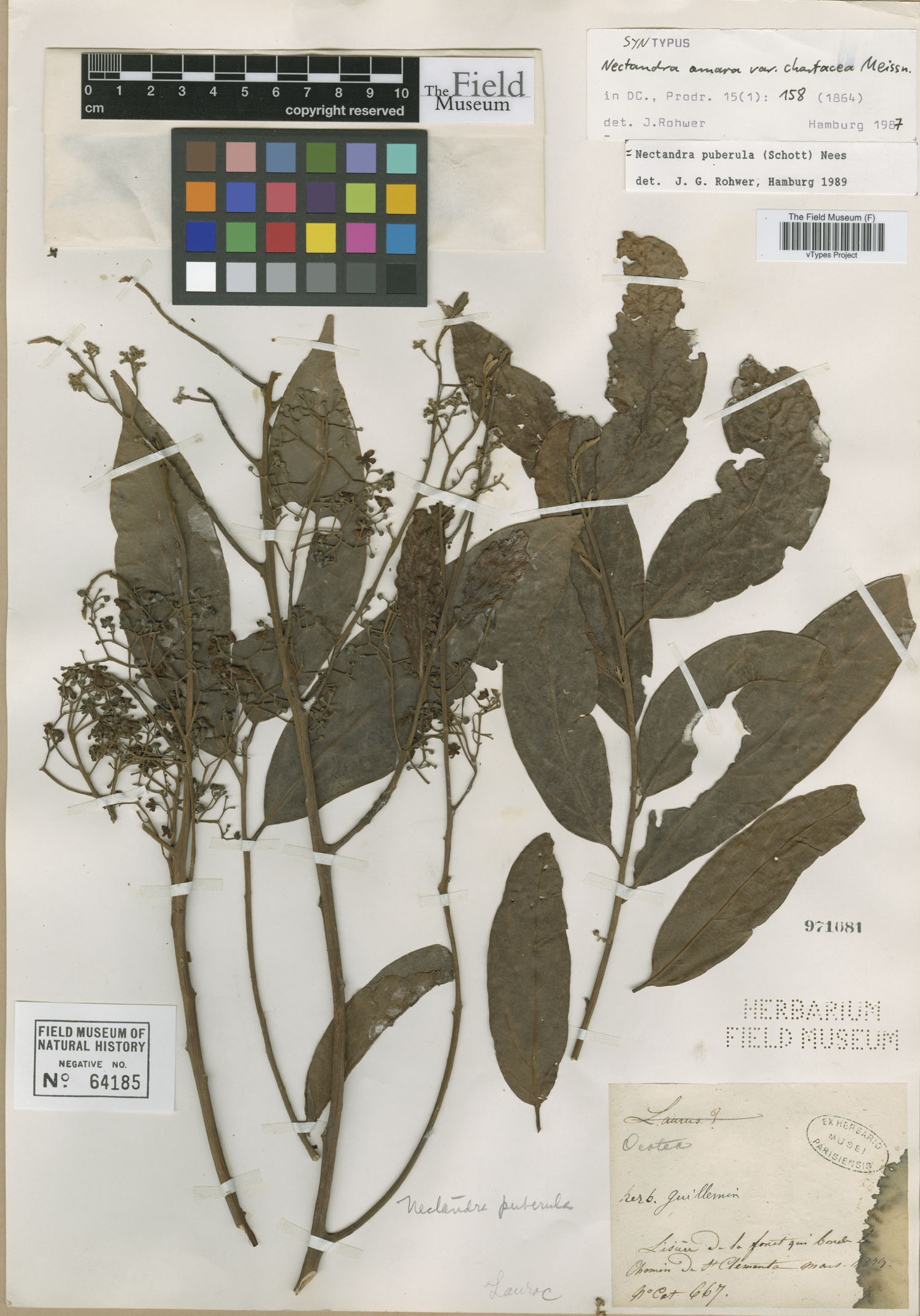Nectandra puberula image