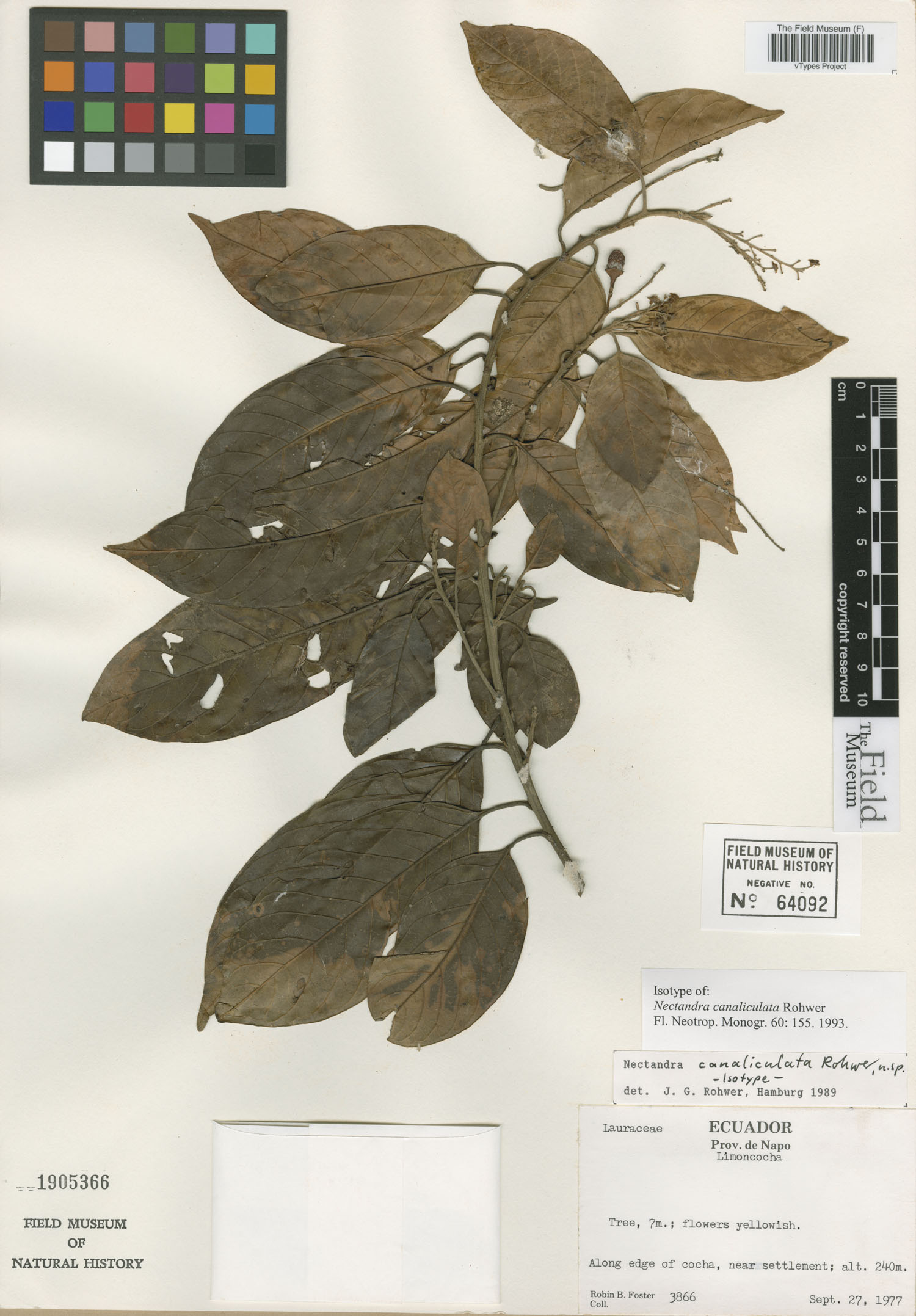 Nectandra canaliculata image