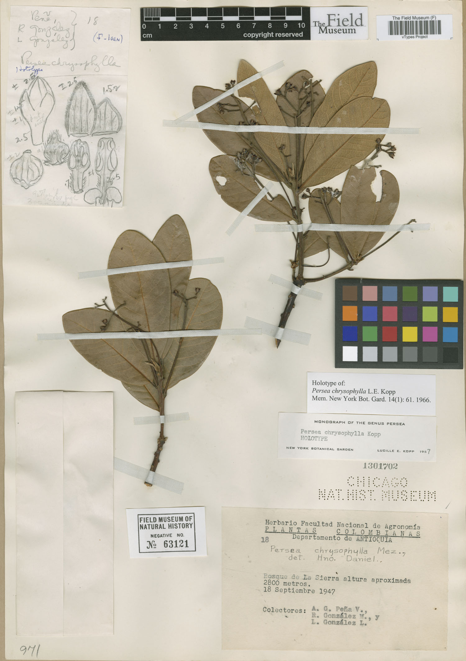 Persea chrysophylla image