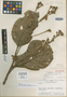 Persea grandiflora image