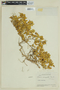 Miconia chionophila image