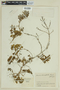 Miconia chionophila image