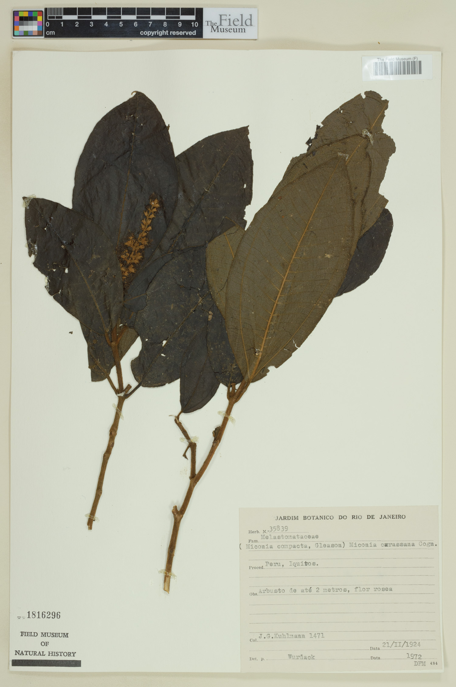 Miconia compacta image