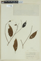 Graffenrieda gracilis image