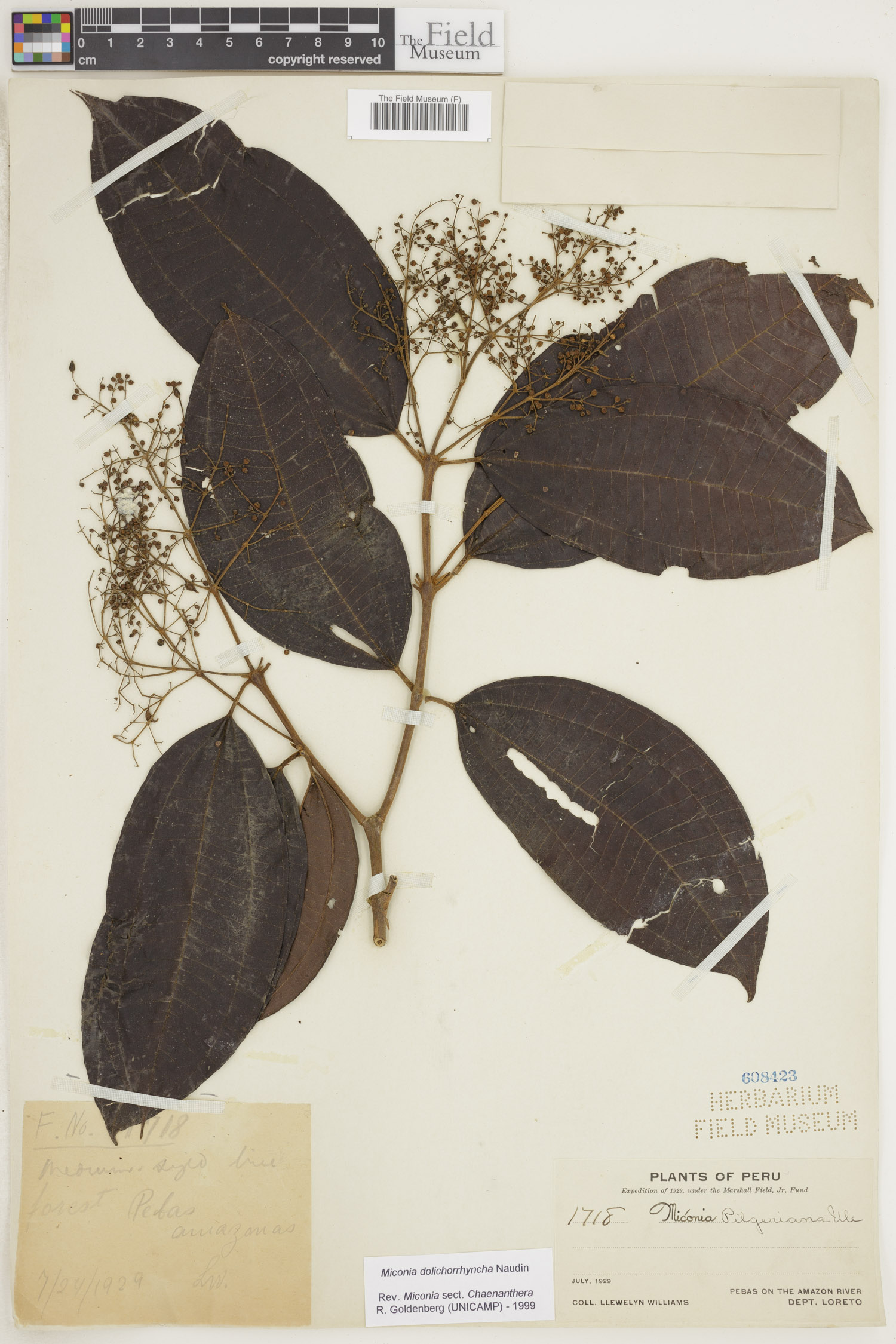 Miconia dolichorrhyncha image