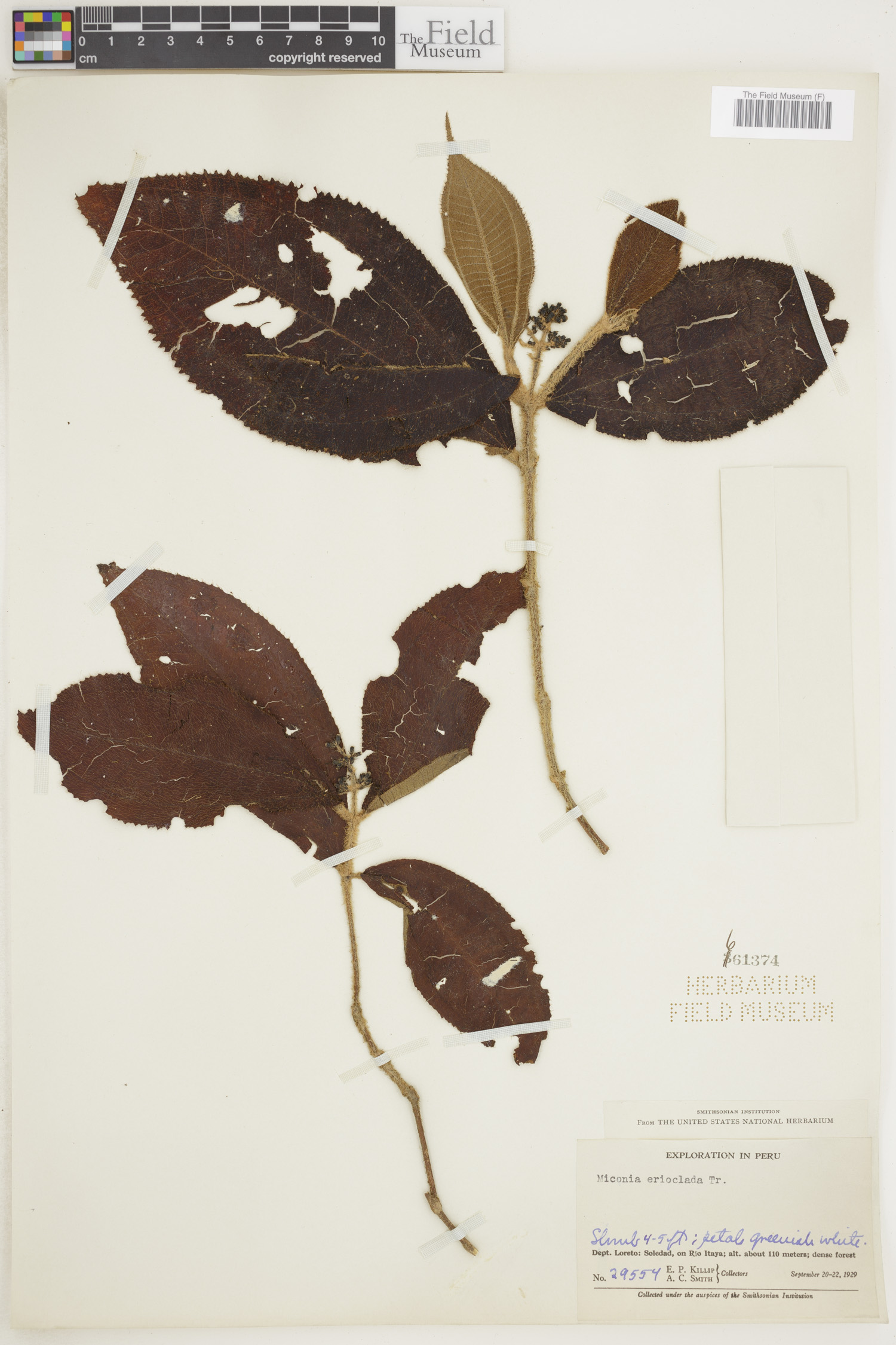 Miconia erioclada image