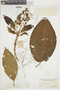 Miconia floribunda image