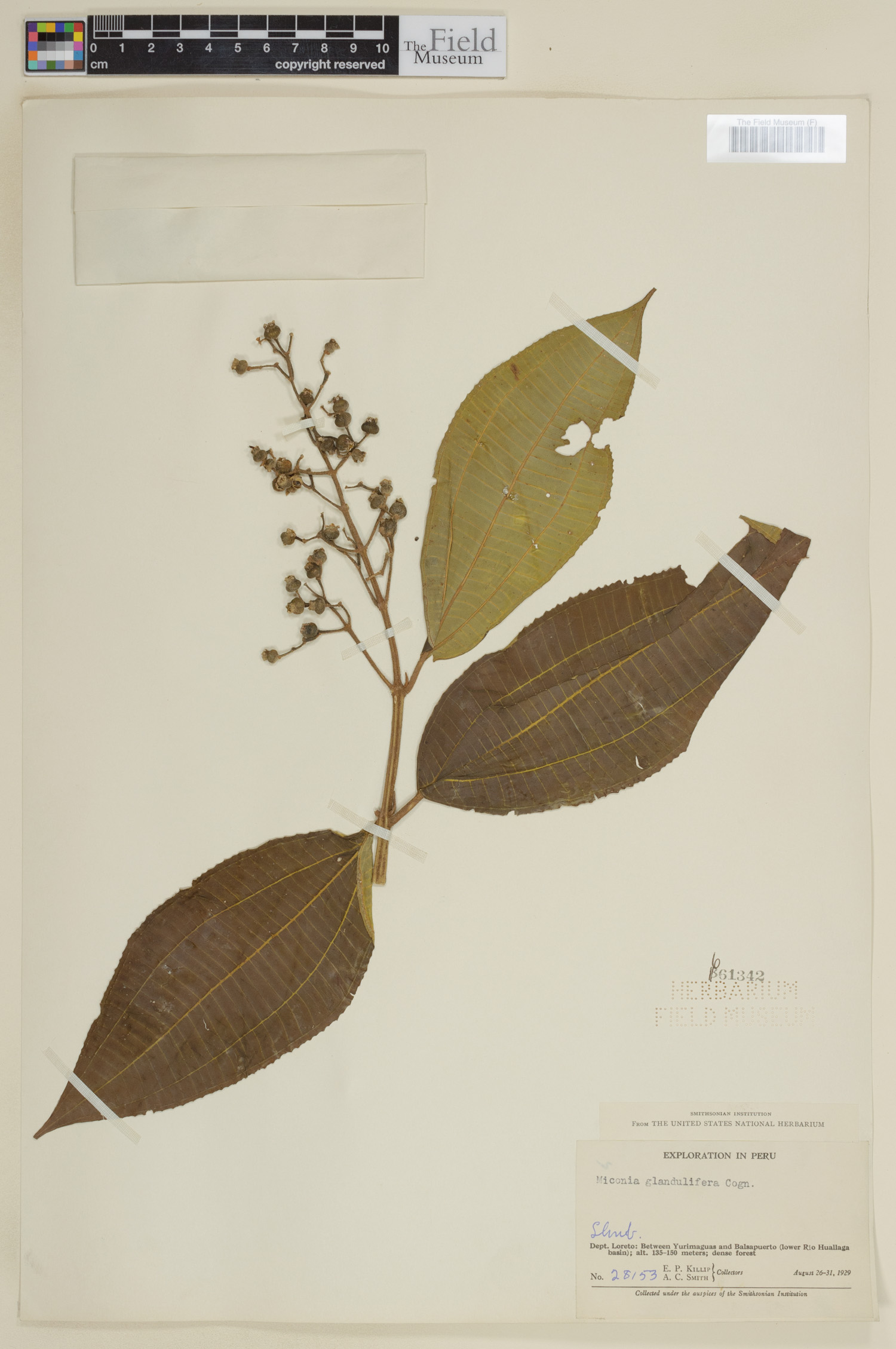 Miconia glandulifera image