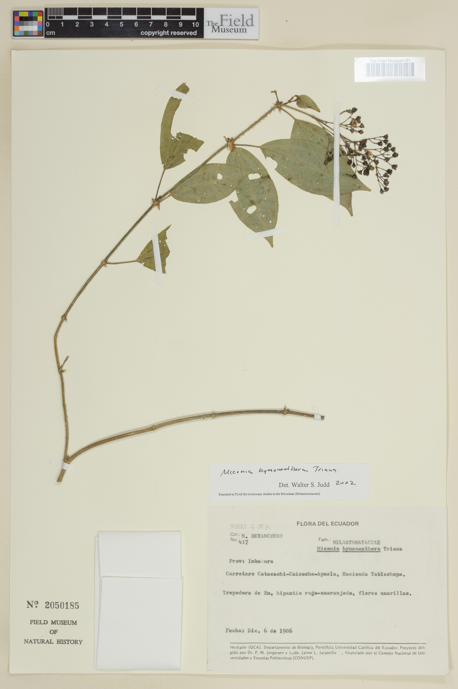 Miconia hymenanthera image