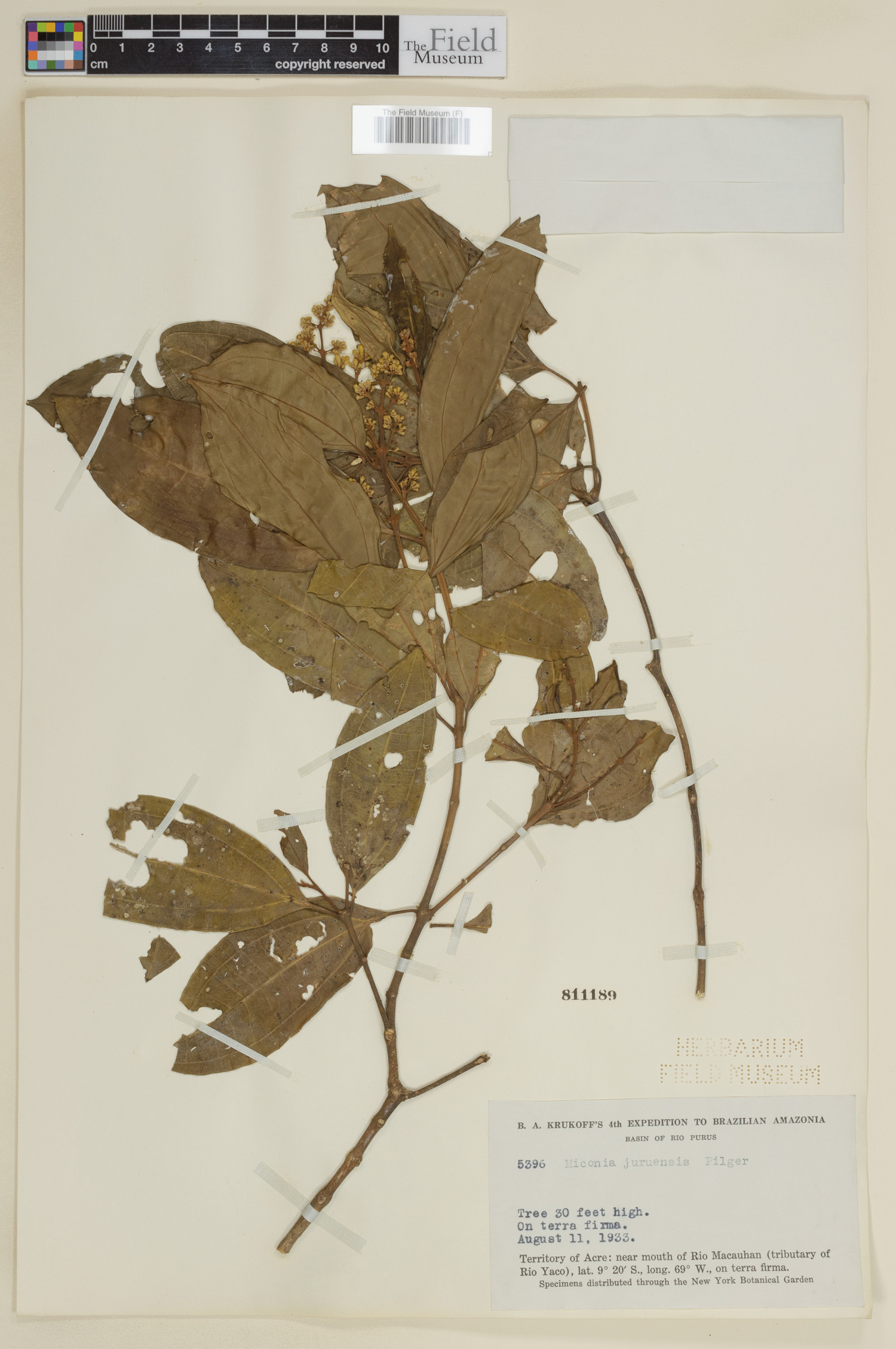 Miconia juruensis image