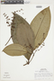 Miconia lamprophylla image