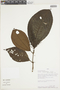 Miconia lamprophylla image