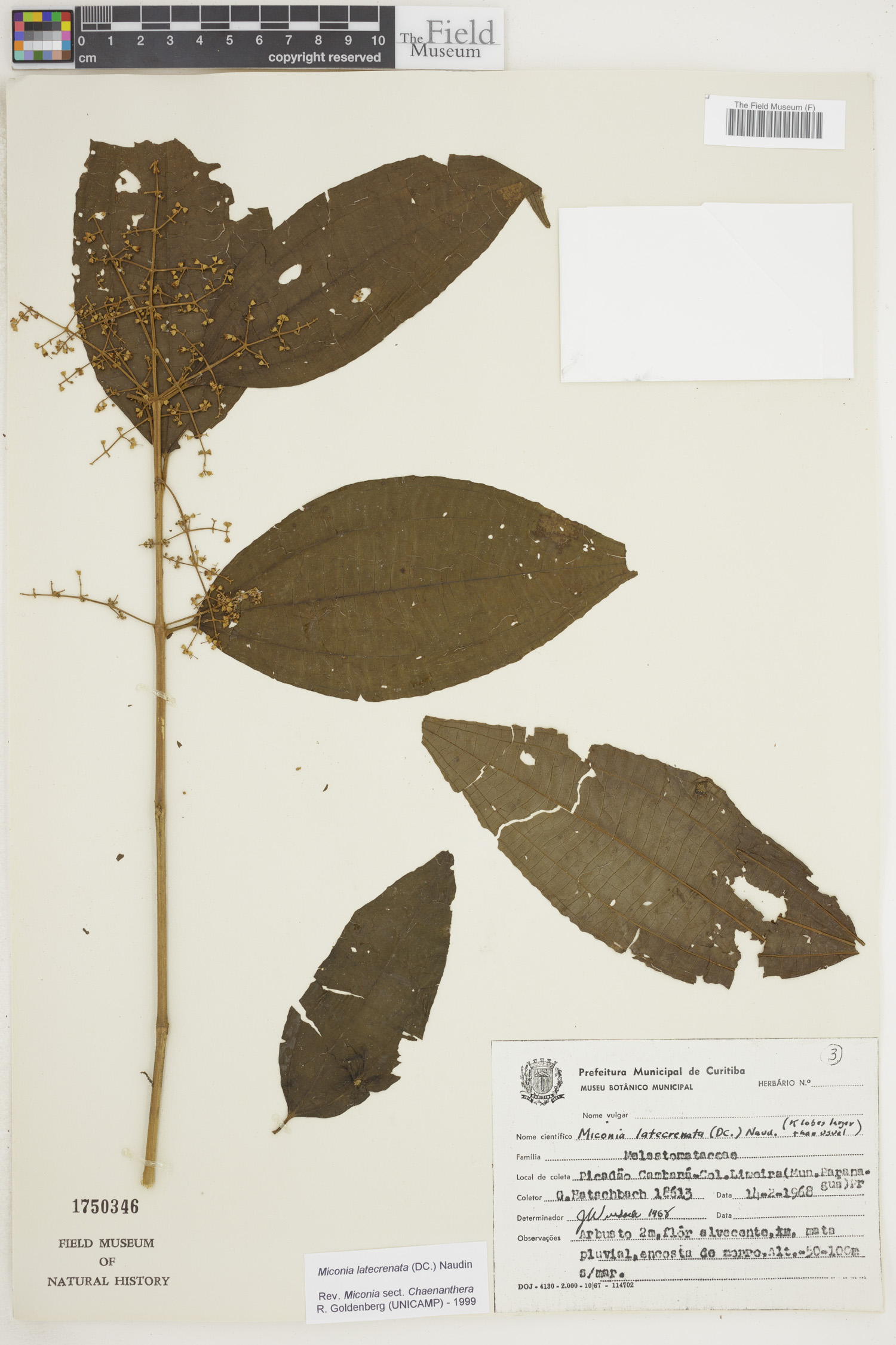 Miconia latecrenata image