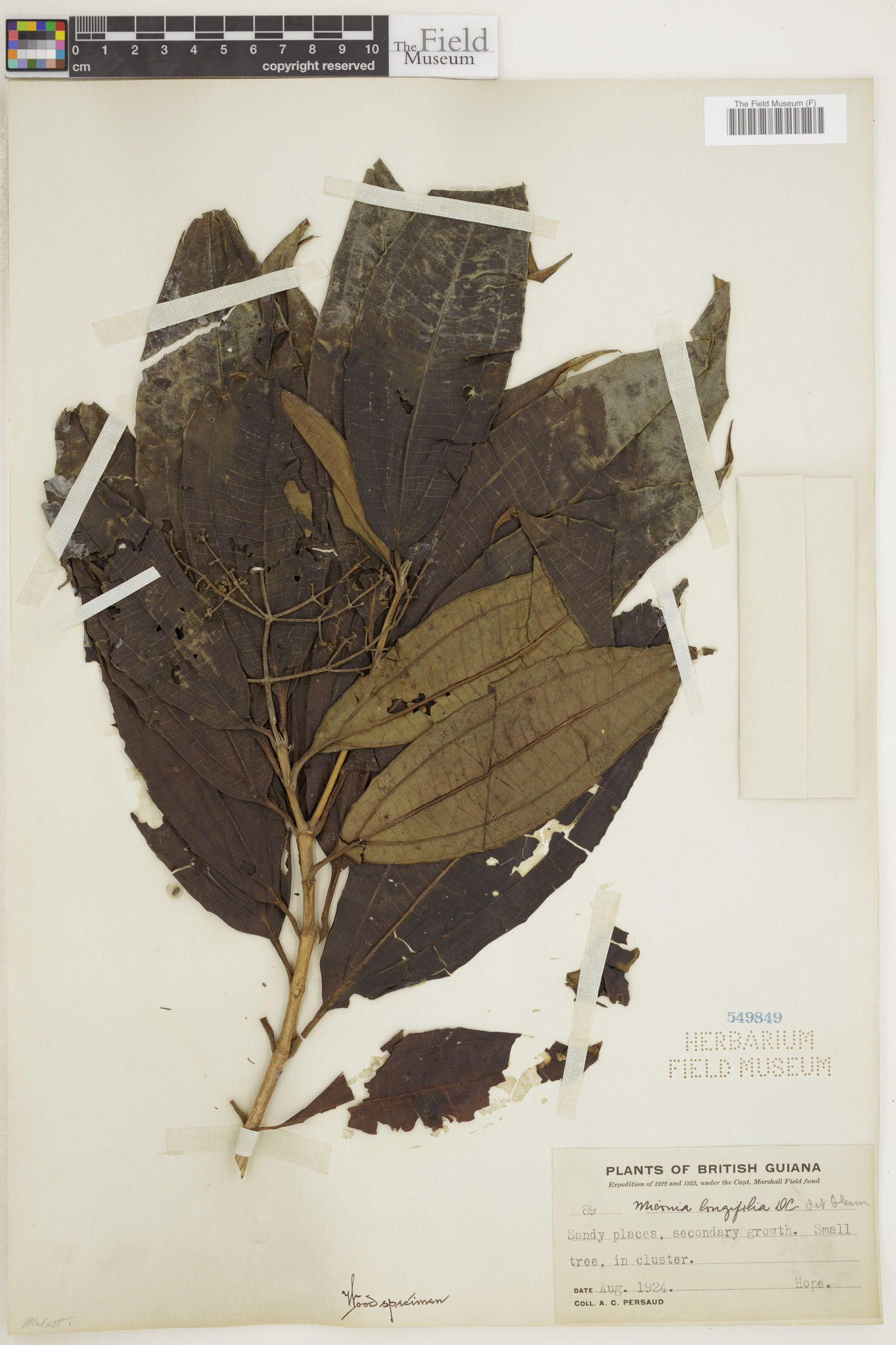 Miconia longifolia image