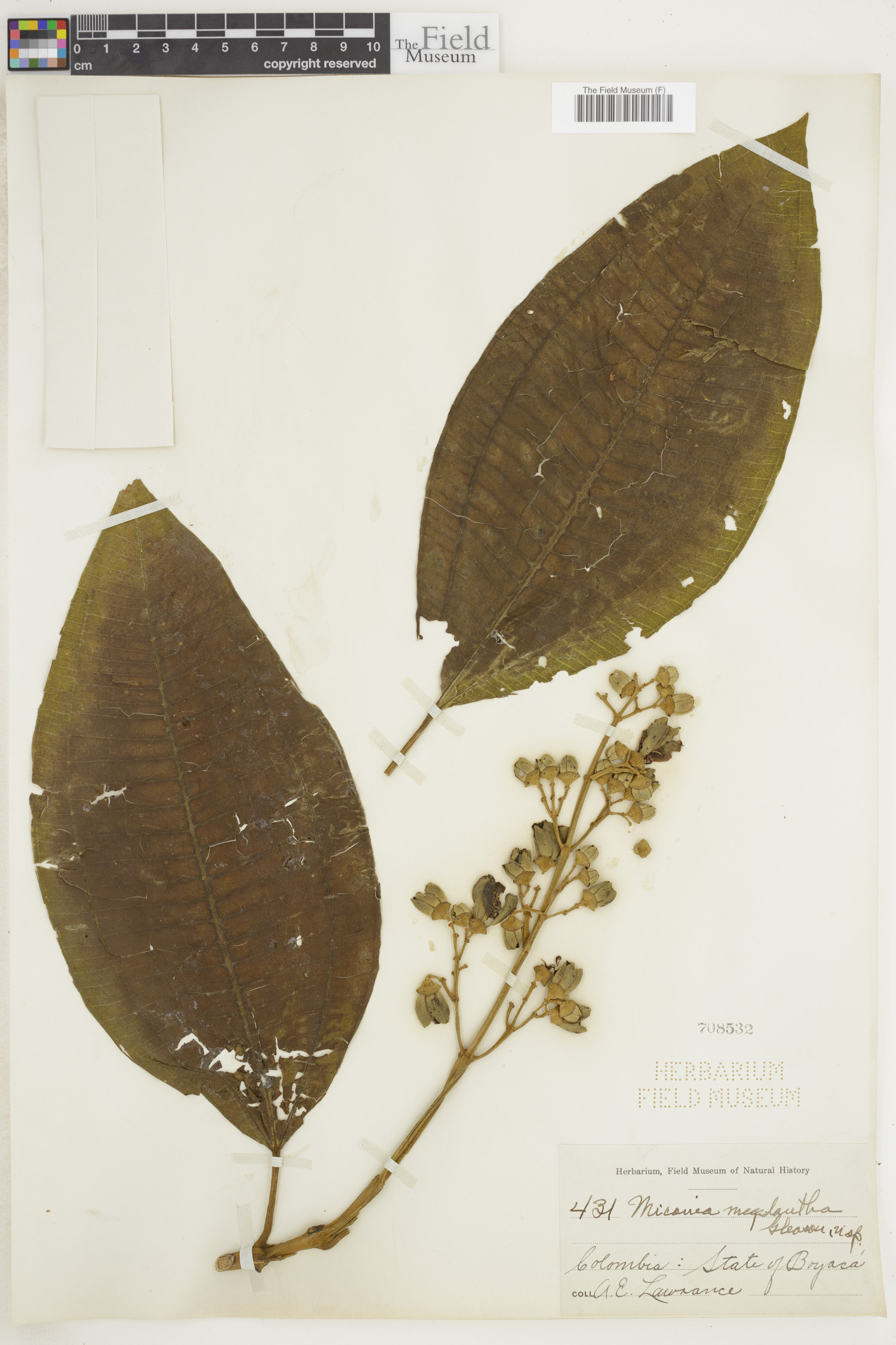 Miconia megalantha image